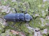 tesařík krovový (Brouci), Hylotrupes bajulus (Linnaeus, 1758), Callidiini, Cerambycidae (Coleoptera)